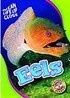 Eels (Ocean Life Up Close)