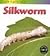 Life Cycle of a Silkworm