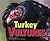 Turkey Vultures (Birds of Prey)