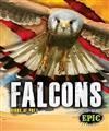 Falcons (Birds of Prey)