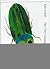 The Very Clumsy Click Beetle by Eric Carle The Very Clumsy Click Beetle by Eric Carle