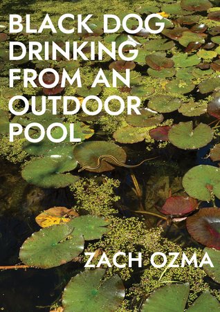 Black Dog Drinking from an Outdoor Pool (Paperback)