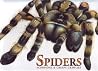 Spiders Scorpions & Creepy Crawlies by Claudia Martin