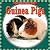 Let's Read About Pets: Guin...