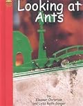 Looking at Ants