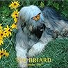 Briard Calendar 2007