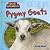 Pygmy Goats (Mini Animals)