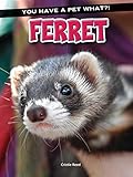 Ferret