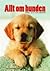 Allt om hunden