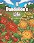 A Dandelion's Life