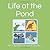 Life at the Pond