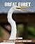 Fun Learning Facts about Great Egret by Larry Gibbs