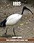 Fun Learning Facts about Ibis