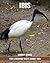 Fun Learning Facts about Ibis by Larry Gibbs
