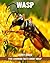 Fun Learning Facts about Wasp