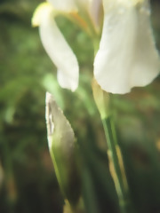 The Pretense (ebook)