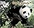Giant Panda (Welcome Books)