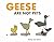 Geese Are Not Pets