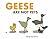 Geese Are Not Pets by Jenny Lee Learn