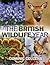 The British Wildlife Year
