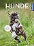 Hunde by Kate Kitchenham
