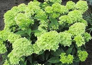 Limelight Hydrangea