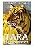 Tara, a tigress