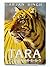 Tara, a tigress