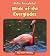 Birds of the Everglades