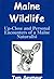 Maine Wildlife Up-Close and...