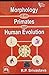Morphology of the Primates ...