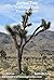 Joshua Tree National Park P...