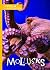 Mollusks (Animal Classification)