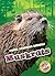 Muskrats (North American An...