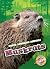 Muskrats by Al Albertson