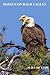 HAIKUS ON BALD EAGLES