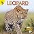 Leopard (African Animals)