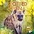 Spotted Hyena (African Animals)