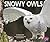 Snowy Owls