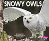 Snowy Owls Snowy Owls