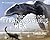 Digging for Tyrannosaurus rex by Thomas R. Holtz, Jr.
