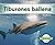 Tiburones ballena (Abdo Kid...