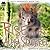 Rise of the Alpha Squirrel (Nutty Romances #2)