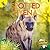 Spotted Hyena (African Anim...