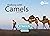 Walking With Camels