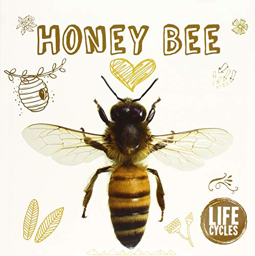 Honey Bee (Life Cycles)