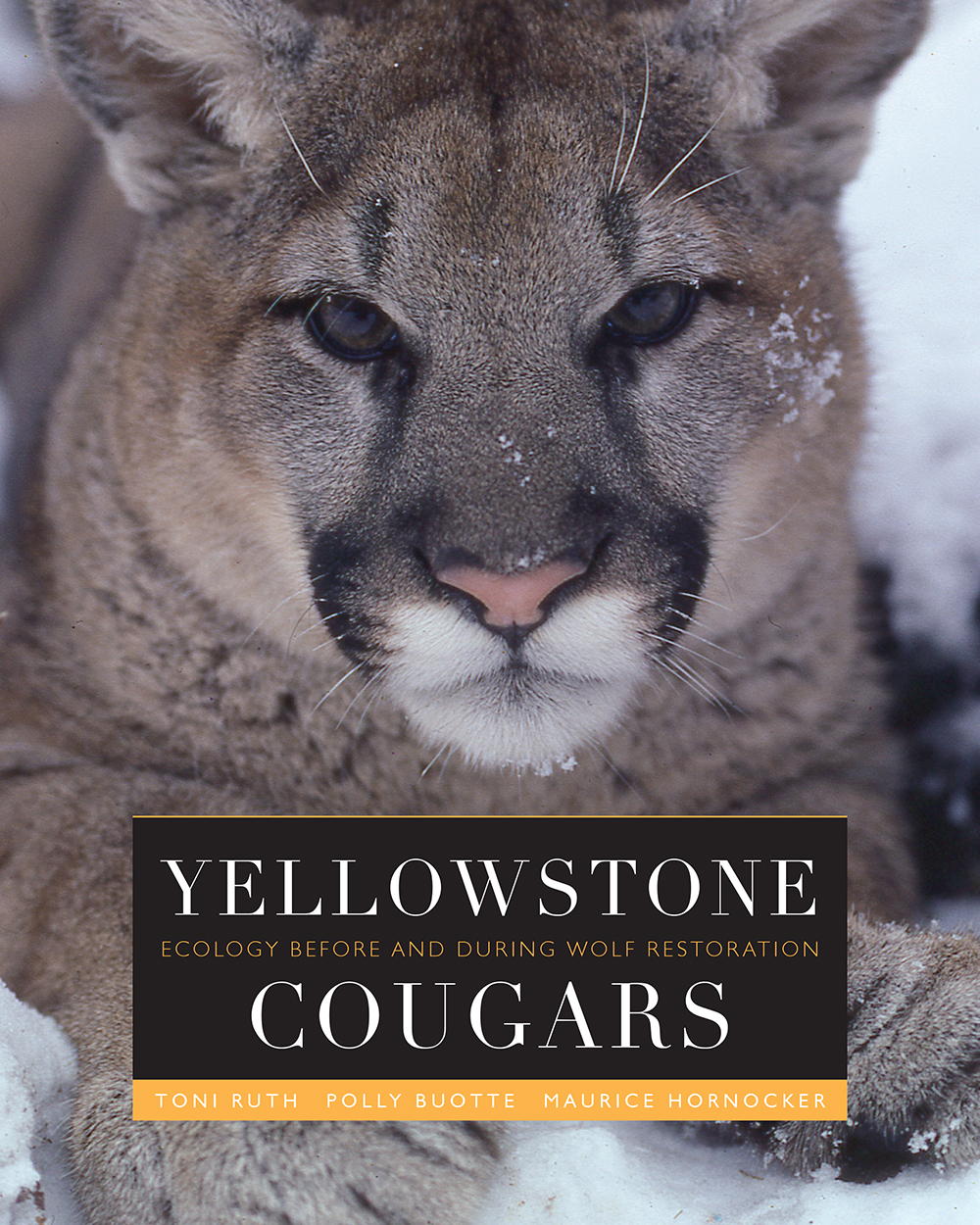 Yellowstone Cougars: Ecology before and during Wolf Restoration (Hardcover)
