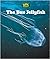 The Box Jellyfish