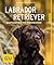 Labrador Retriever by Katharina Schlegl-Kofler