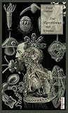 Der Algorithmus des Meeres